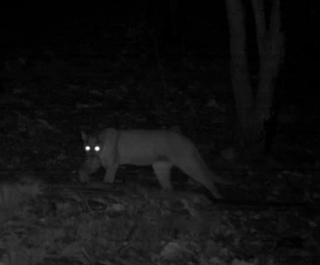 Fauna Noche Montaña Puma