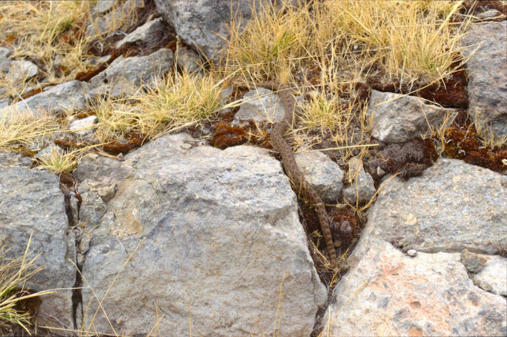 serpiente, ajusco, senderismo, montaña, camino