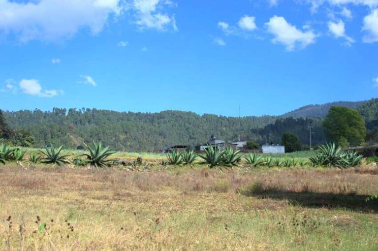 Sendero de la Mariposa Monarca Nevado de Toluca Valle de Bravo Ruta GPS CDMX Mexico