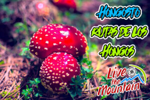 Hongosto Senderismo cerca de la CDMX Ruta de los Hongos