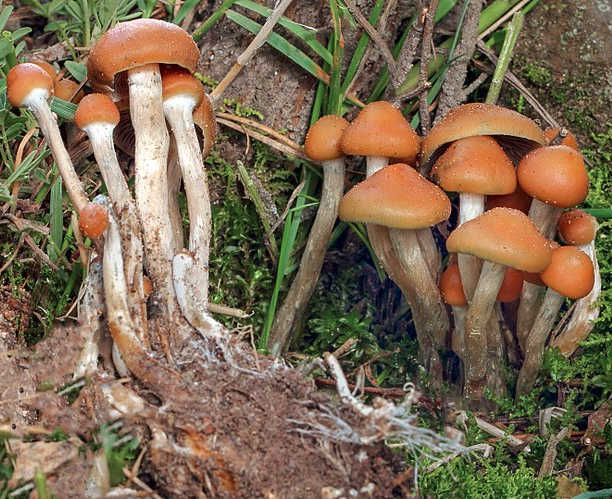 hongos sagrados, maria sabina, alucinogenos, plantas de poder, huautla de jimenez, chaman