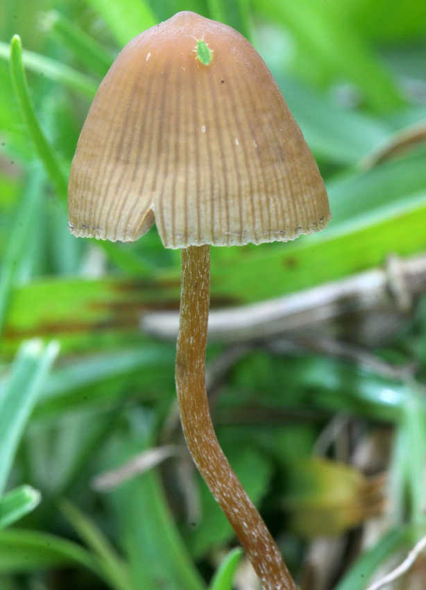 hongos sagrados, maria sabina, alucinogenos, plantas de poder, huautla de jimenez, chaman