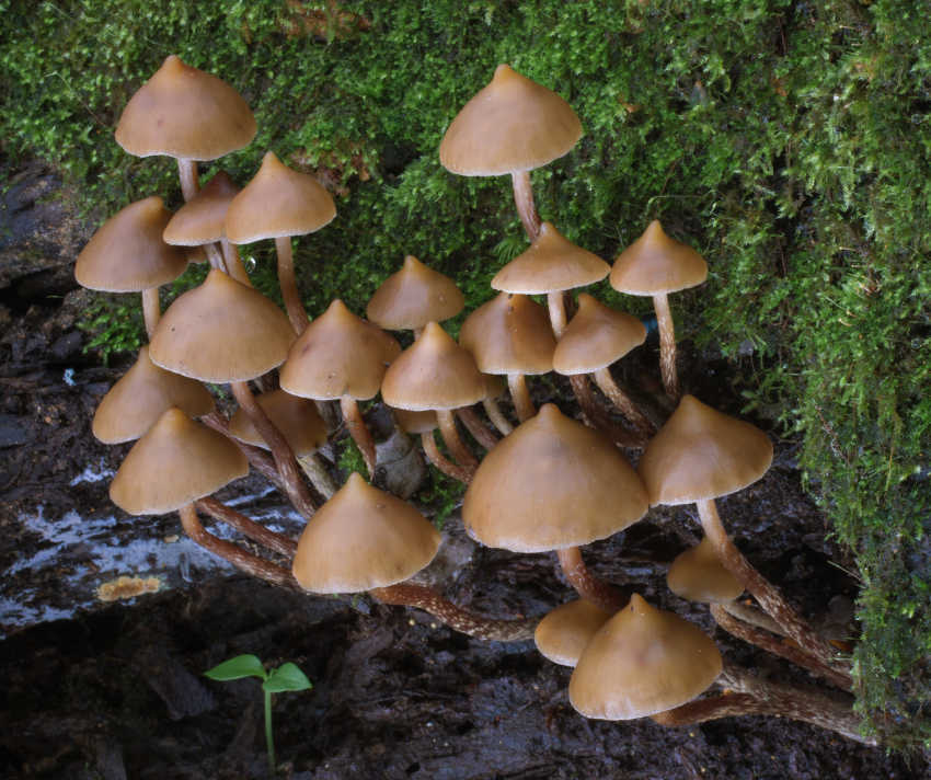 hongos sagrados, maria sabina, alucinogenos, plantas de poder, huautla de jimenez, chaman