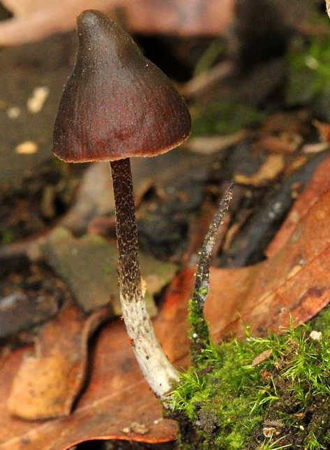 hongos sagrados, maria sabina, alucinogenos, plantas de poder, huautla de jimenez, chaman