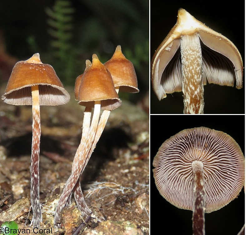 hongos sagrados, maria sabina, alucinogenos, plantas de poder, huautla de jimenez, chaman