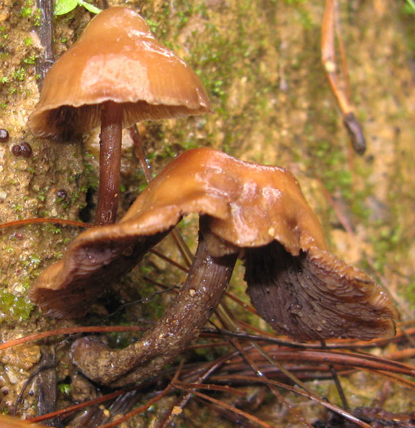 hongos sagrados, maria sabina, alucinogenos, plantas de poder, huautla de jimenez, chaman