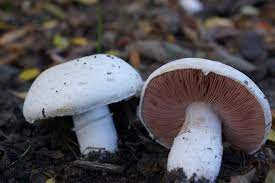 Champiñon Silvestre Agaricus Campestris