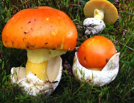 Amanita Cesarea Yema De Huevo