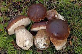 Boletus Edulis Porcini