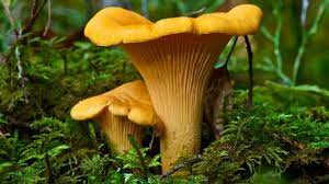 Chanterelle Cibarius