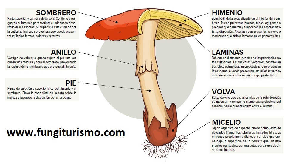 Partes de una Seta, Hongos Silvestres Comestibles, Identificación de Hongos, Etnomicología, Hongos de México, Montañismo, Senderismo, Ruta de los Hongos, Recolección de Hongos