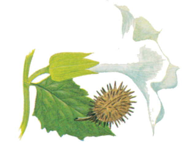 plantas venenosas, senderismo, supervivencia, sobrevivencia, flora y fauna, montañismo, tips de montaña
