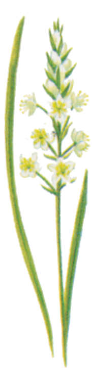 plantas venenosas, senderismo, supervivencia, sobrevivencia, flora y fauna, montañismo, tips de montaña