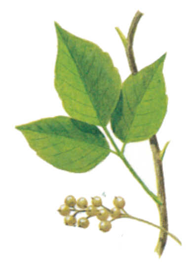 plantas venenosas, senderismo, supervivencia, sobrevivencia, flora y fauna, montañismo, tips de montaña