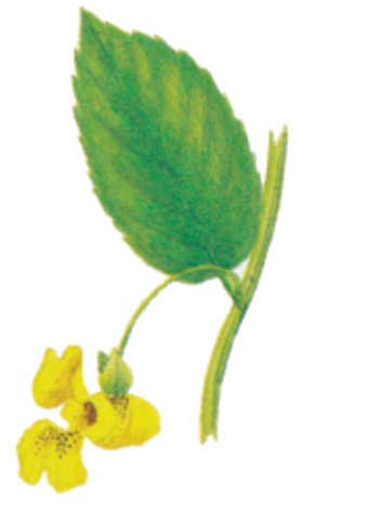plantas venenosas, senderismo, supervivencia, sobrevivencia, flora y fauna, montañismo, tips de montaña