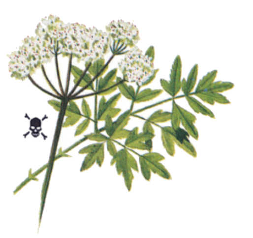 plantas venenosas, senderismo, supervivencia, sobrevivencia, flora y fauna, montañismo, tips de montaña