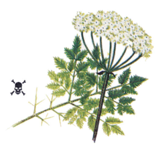 plantas venenosas, senderismo, supervivencia, sobrevivencia, flora y fauna, montañismo, tips de montaña