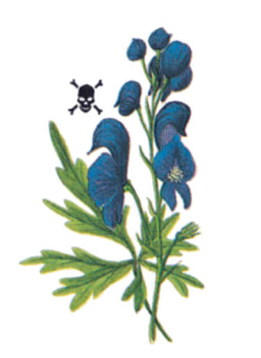 plantas venenosas, senderismo, supervivencia, sobrevivencia, flora y fauna, montañismo, tips de montaña