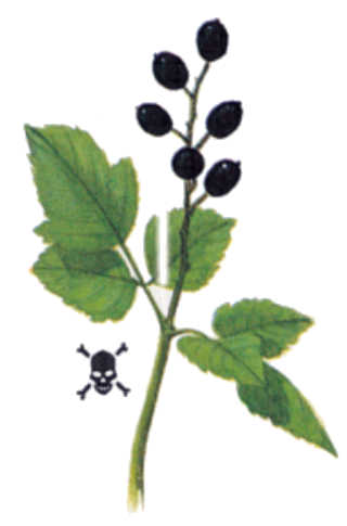 plantas venenosas, senderismo, supervivencia, sobrevivencia, flora y fauna, montañismo, tips de montaña