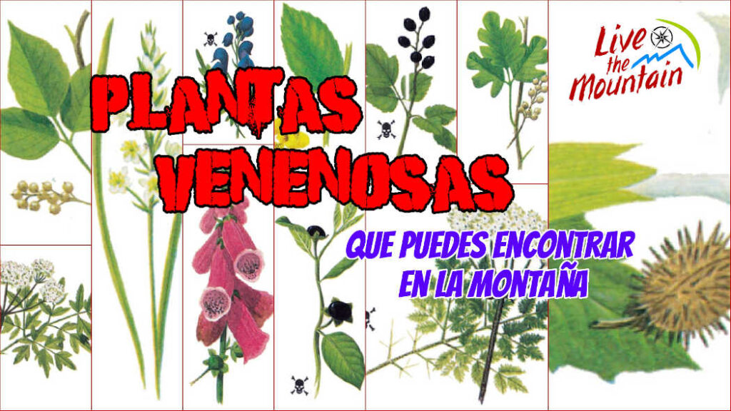 plantas venenosas, senderismo, supervivencia, sobrevivencia, flora y fauna, montañismo, tips de montaña