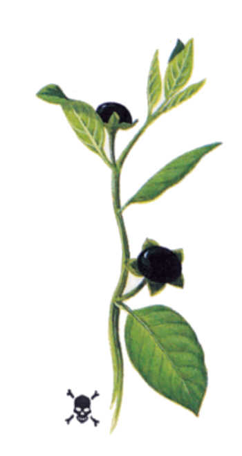 plantas venenosas, senderismo, supervivencia, sobrevivencia, flora y fauna, montañismo, tips de montaña