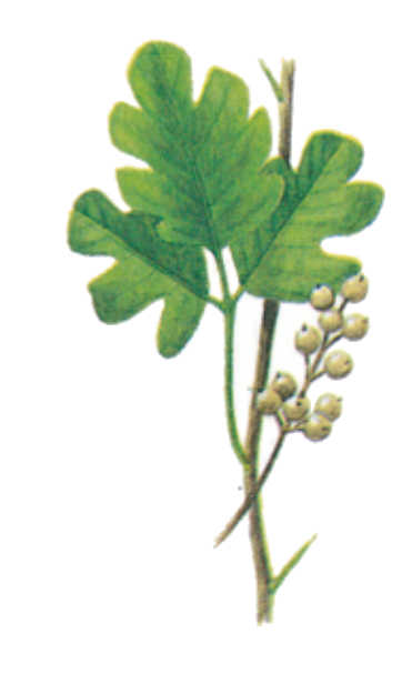 plantas venenosas, senderismo, supervivencia, sobrevivencia, flora y fauna, montañismo, tips de montaña