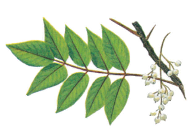 plantas venenosas, senderismo, supervivencia, sobrevivencia, flora y fauna, montañismo, tips de montaña