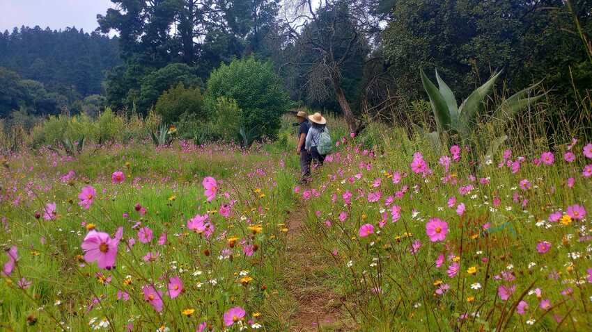 Senderismo México, Sierra Montes de las Cruces, CDMX, Senderismo, Mexico, Ciudad de Mexico, Montañismo, Guias de Montaña, Rutas de Montaña, Grupos de Senderismo, Hiking, Trekking, Aventura, Trail Running