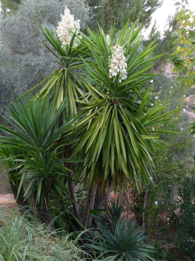 senderismo, árboles de la cdmx, flora y fauna, cdmx, plantas de la cdmx, hiking, árboles medicinales