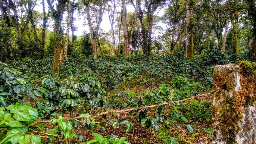 cofre de perote, desde raíz, nahucampatepetl, coatepec, travesía, ruta extrema, camping, nivel avanzado, montañismo, senderismo, hiking, trekking